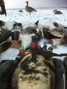Specklebelly Goose Hunting Arkansas