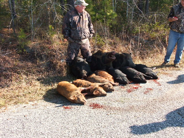 South Carolina Hog Hunts