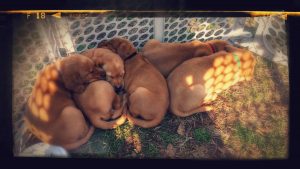 IMG_20170219_150704961-EFFECTS