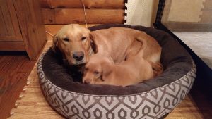 IMG_20170307_185223945